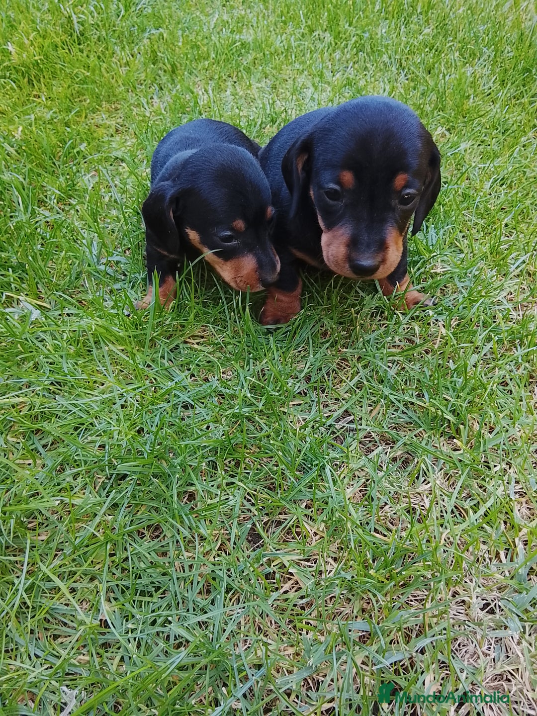 Teckel Miniatura perros en venta: Teckel de pelo corto  - Imagen 1