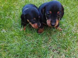 Teckel Miniatura perros - Anuncio 3