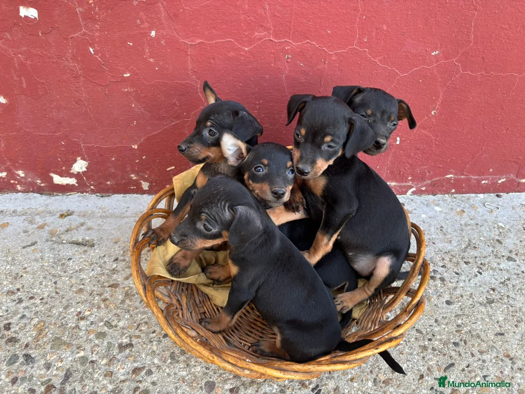 Ratón de Praga perros en venta: Ratón de praga - Anuncio 2