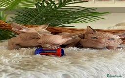 Sphynx gatos en venta: GATITAS SPHYNX - Anuncio 12
