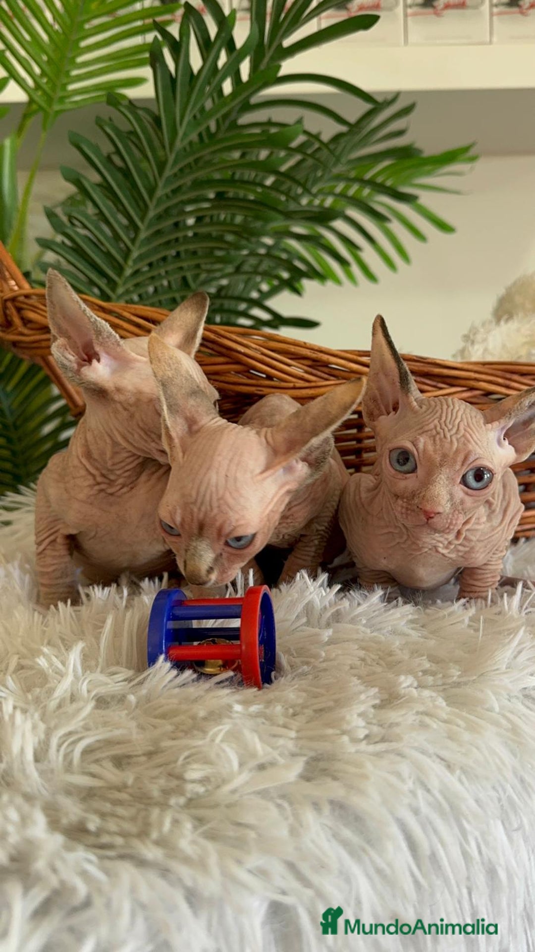 Sphynx gatos en venta: GATITAS SPHYNX - Anuncio 12
