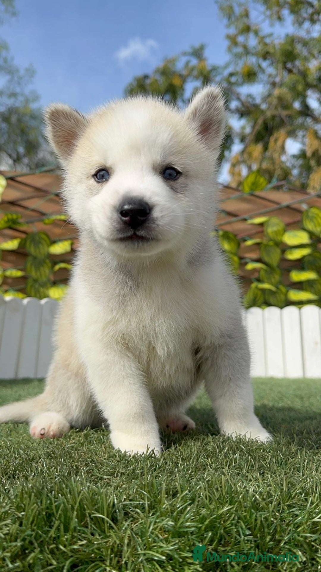 Husky Siberiano perros en venta: HUSKY SIBERIANO - Imagen 3