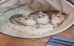 Británico de Pelo Corto gatos en venta: British Chinchilla Lillac - Imagen 8