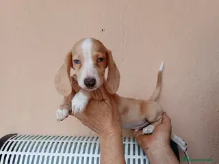 Teckel perros Teckel mini - Anuncio 30