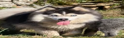 Pomsky perros en venta: Pomsky F4 - Anuncio 7