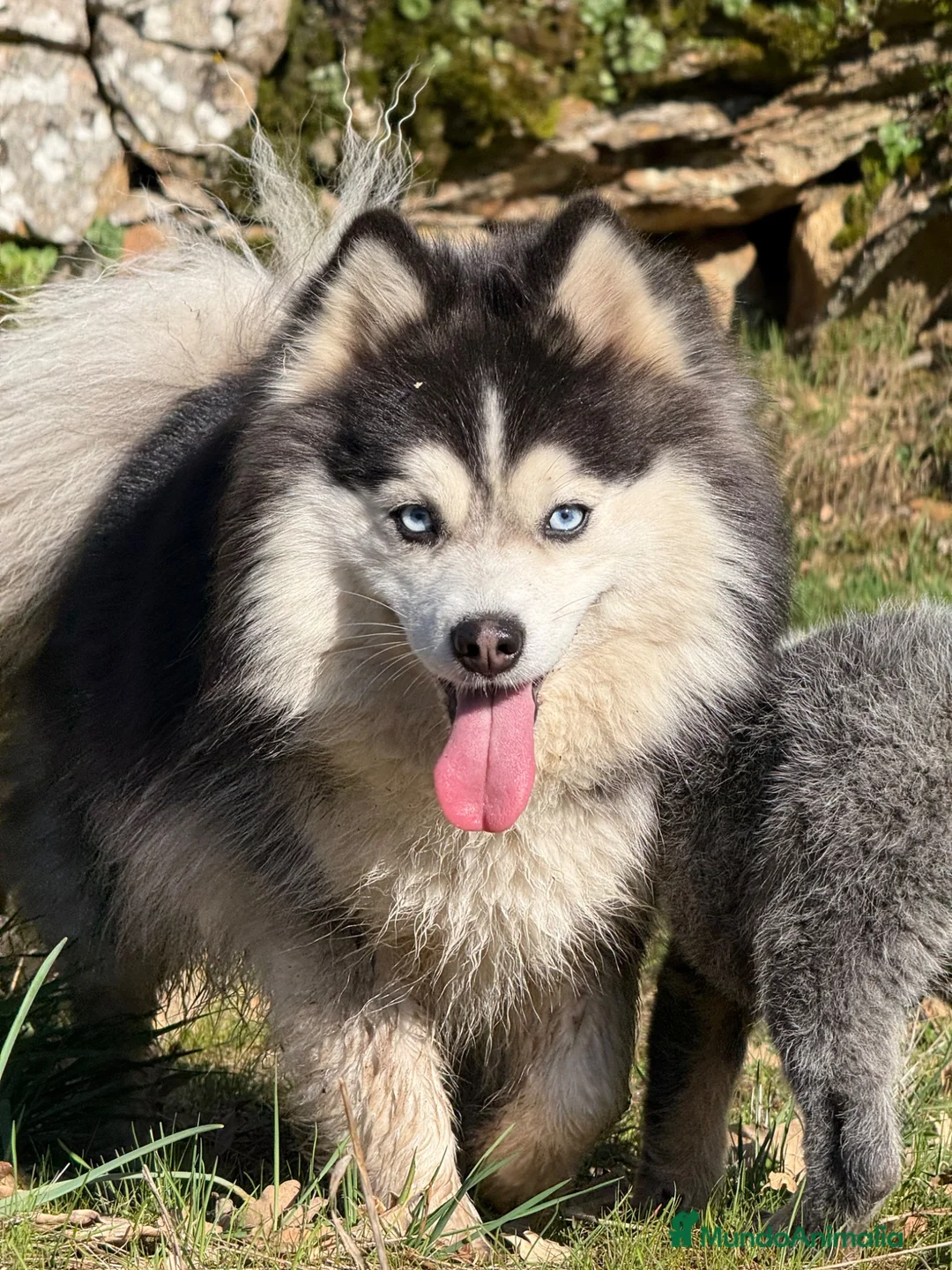Pomsky perros en venta: Pomsky F4 - Anuncio 7