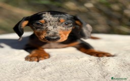 Teckel Miniatura perros en venta: Teckel miniatura arlequin  - Imagen 5