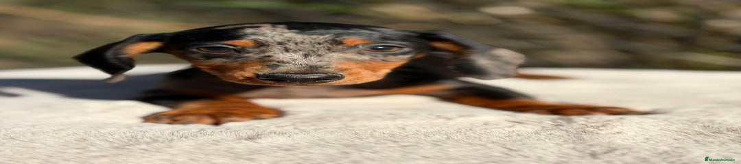 Teckel Miniatura Cachorro 1