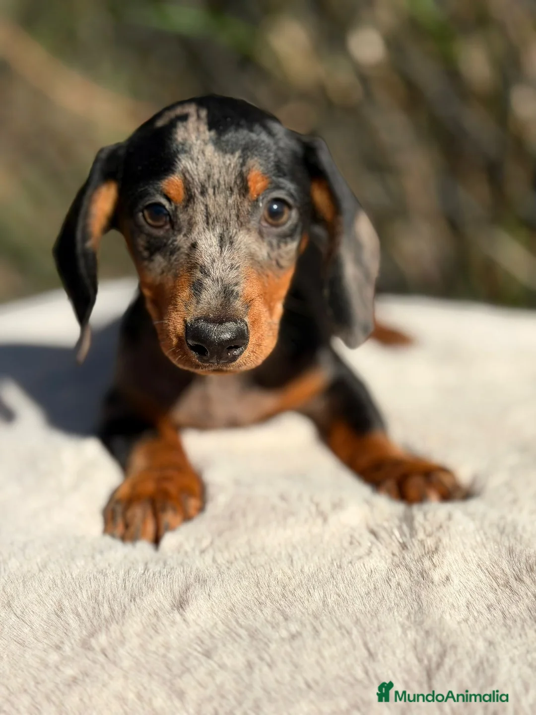 Teckel Miniatura perros en venta: Teckel miniatura arlequin  - Anuncio 5