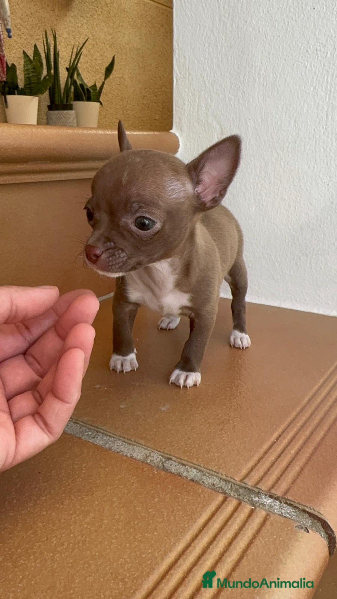 Chihuahua perros en venta: CHIHUAHUA HEMBRA - Anuncio 4