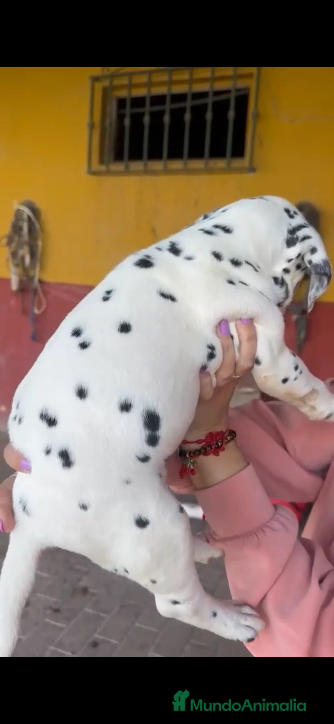 Dálmata perros en venta: Espectacular Dalmata macho disponible  en Cádiz - Anuncio 2