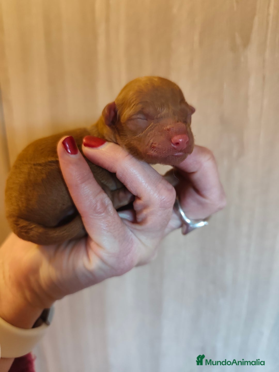 Caniche Toy perros en venta: Cachorritos caniche toy  - Anuncio 2