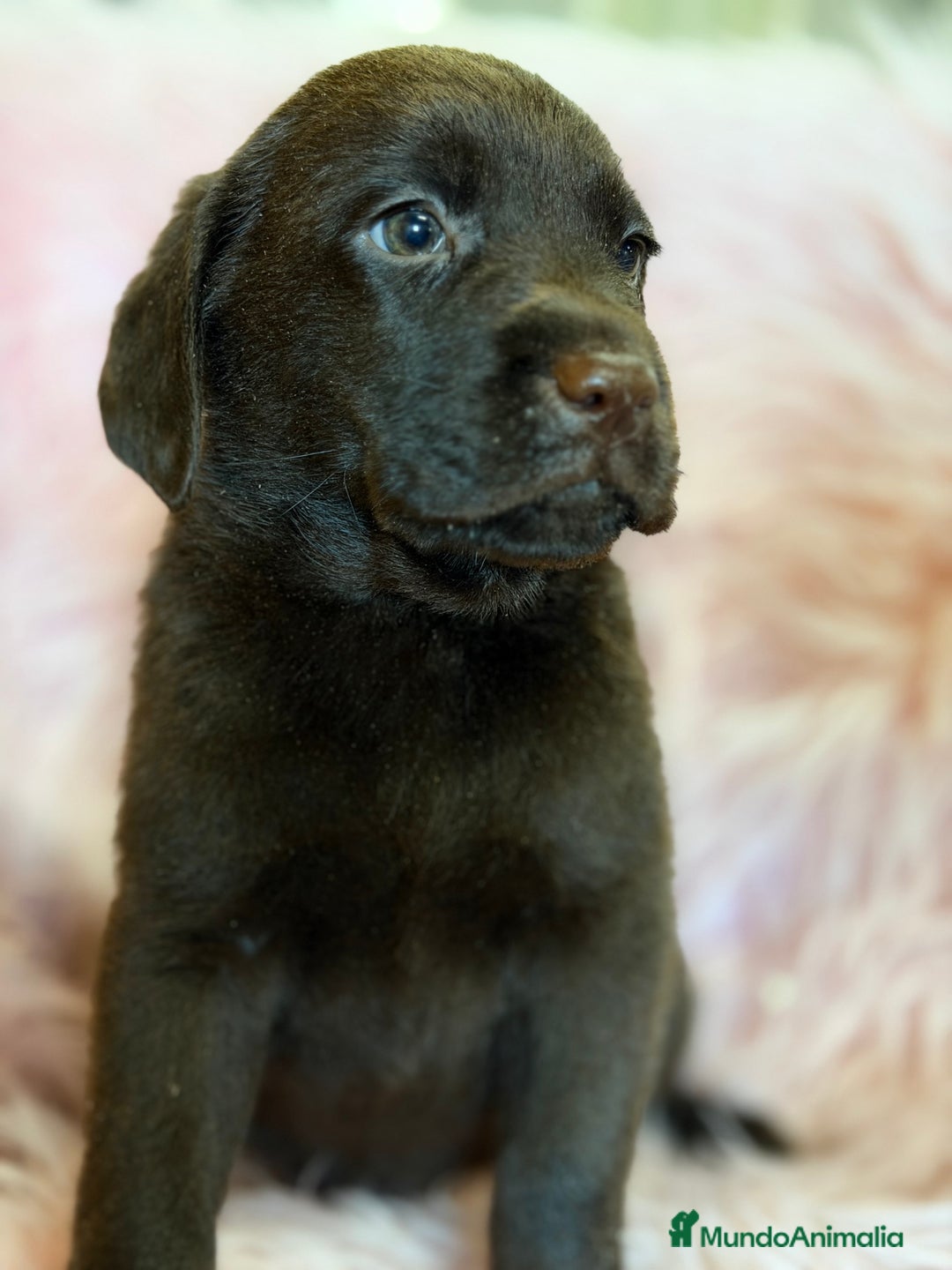 Labrador Retriever perros en venta: Labrador chocolate hembra  - Anuncio 2
