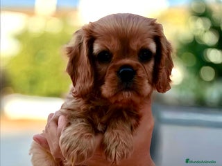 Cavalier King Charles Spaniel perros - Anuncio 1