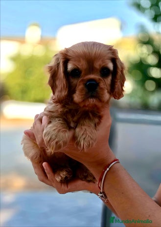 Cavalier King Charles Spaniel perros - Anuncio 1