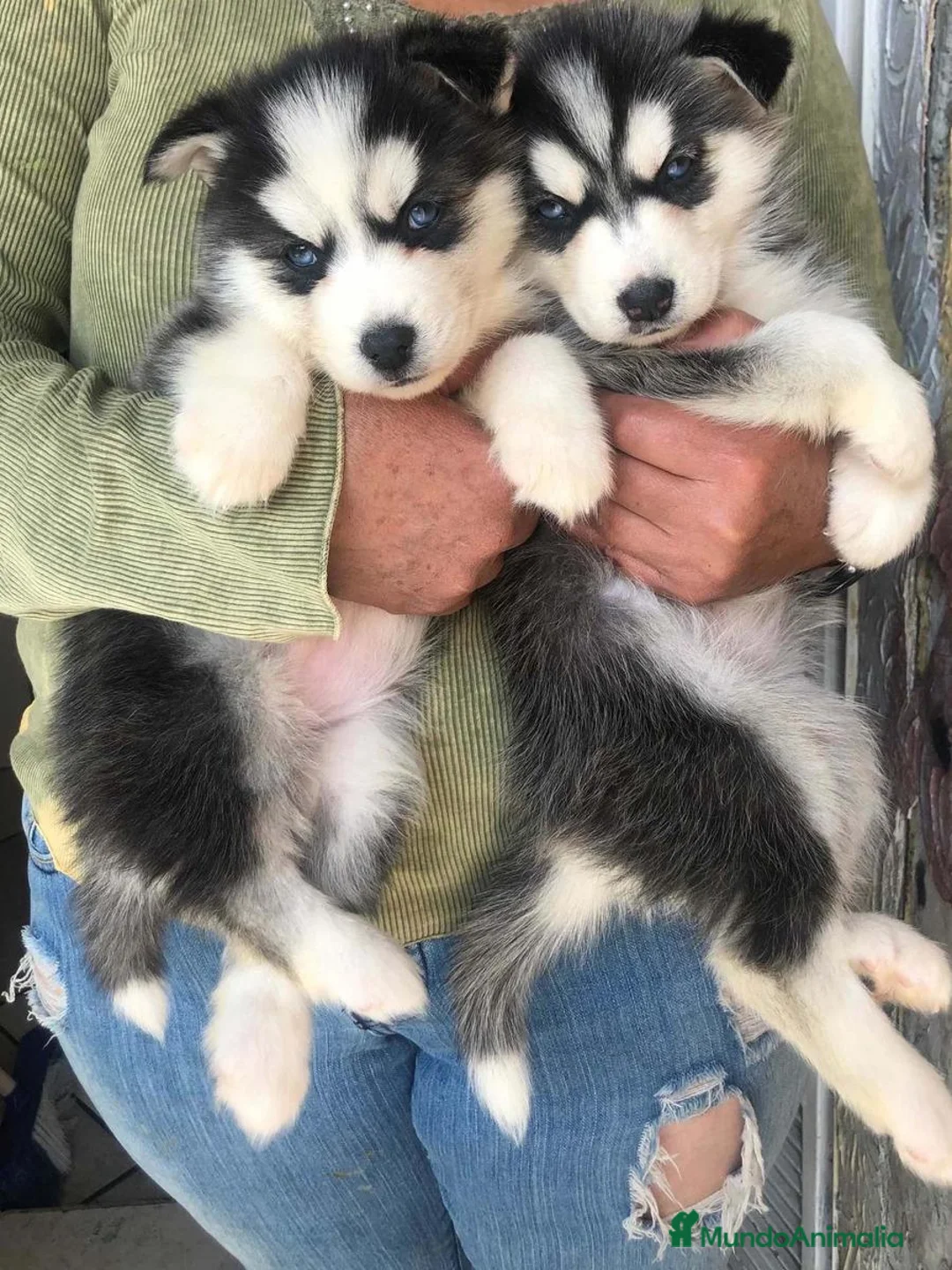 Husky Siberiano perros en venta: Siberian husky en adopción responsable - Anuncio 2