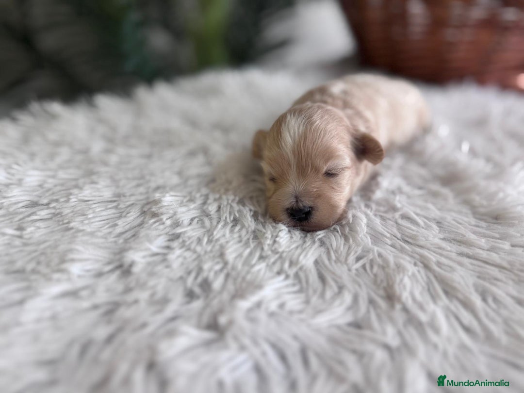 Maltipoo perros en venta: MALTIPOO MACHO - Imagen 7