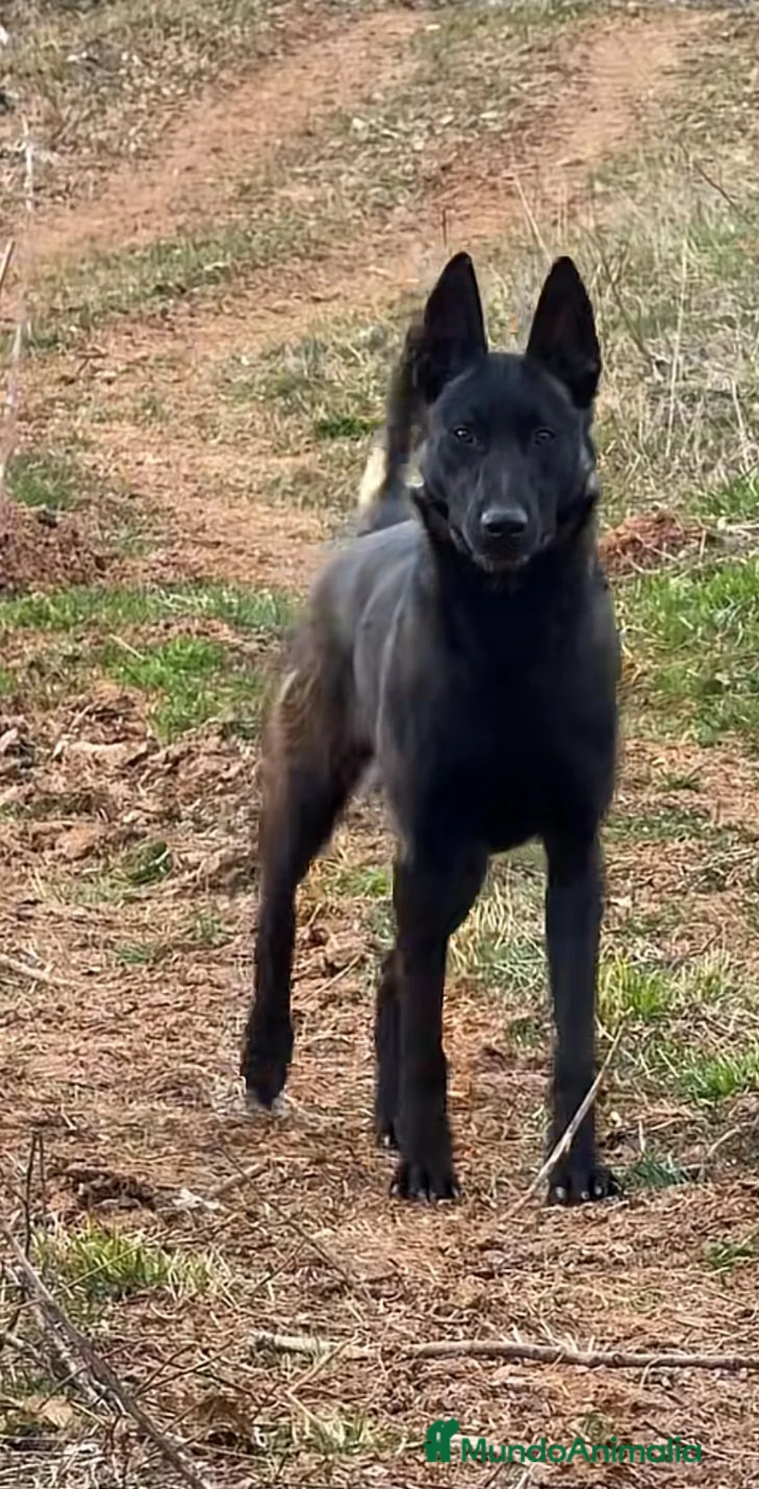 Pastor Belga Malinois perros en venta: Camada de pastor belga - Anuncio 7