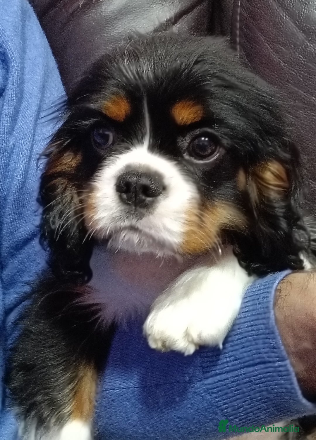 Cavalier King Charles Spaniel perros en venta: Precioso Cavalier tricolor - Anuncio 2