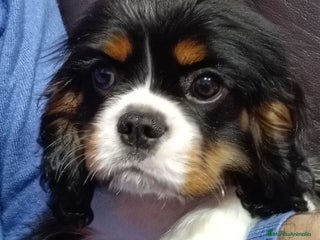 Cavalier King Charles Spaniel perros Cavalier macho tricolor. - Anuncio 3