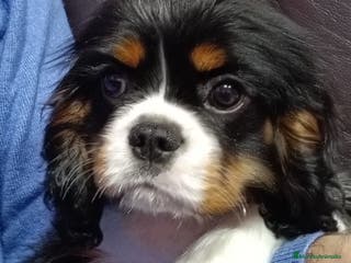 Cavalier King Charles Spaniel perros Cavalier macho tricolor. - Anuncio 7
