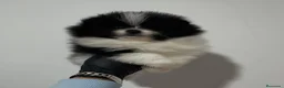 Pomerania perros en venta: POMERANIA  - Anuncio 8