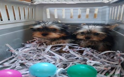 Yorkshire Terrier perros en venta: Preciosos cachorros de Yorkshire  - Imagen 1