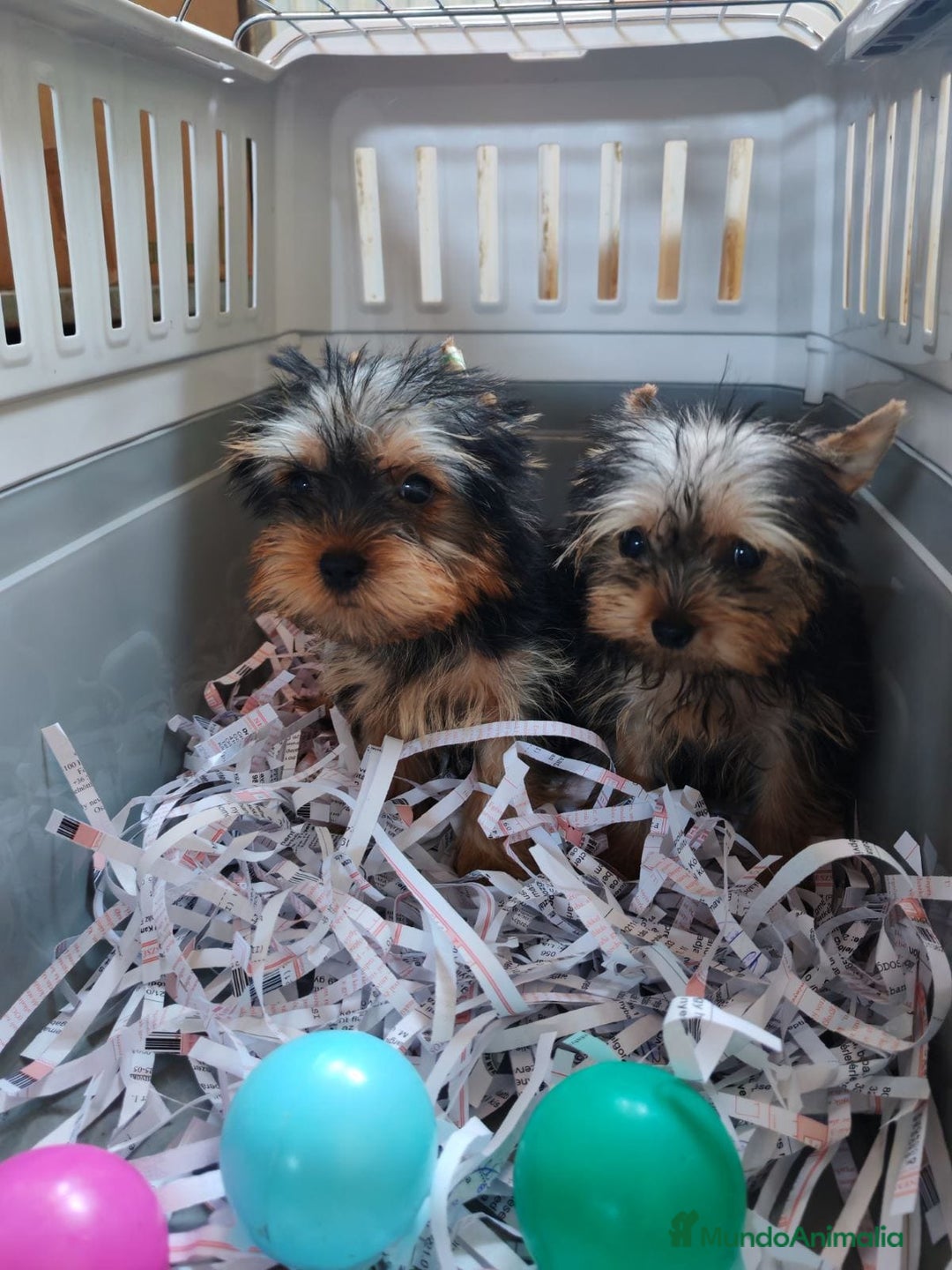 Yorkshire Terrier perros en venta: Preciosos cachorros de Yorkshire  - Imagen 1