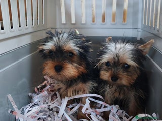 Yorkshire Terrier perros - Anuncio 41