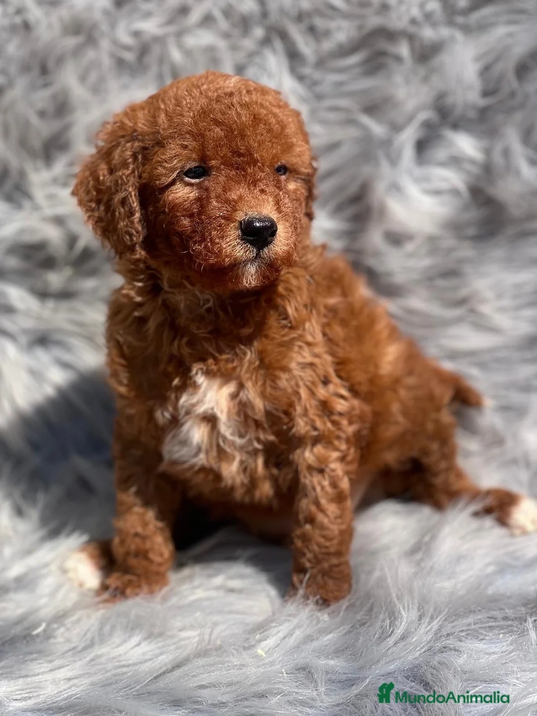 Caniche Toy perros en venta: Caniche rojo  en Barcelona - Anuncio 2