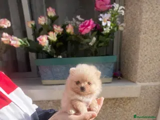 Pomerania perros Pomerania toy - Anuncio 2