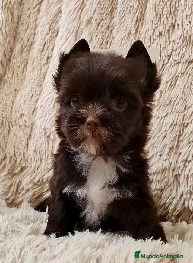 Yorkshire Terrier perros Exclusivos Yorkshire Exóticos - Anuncio 2