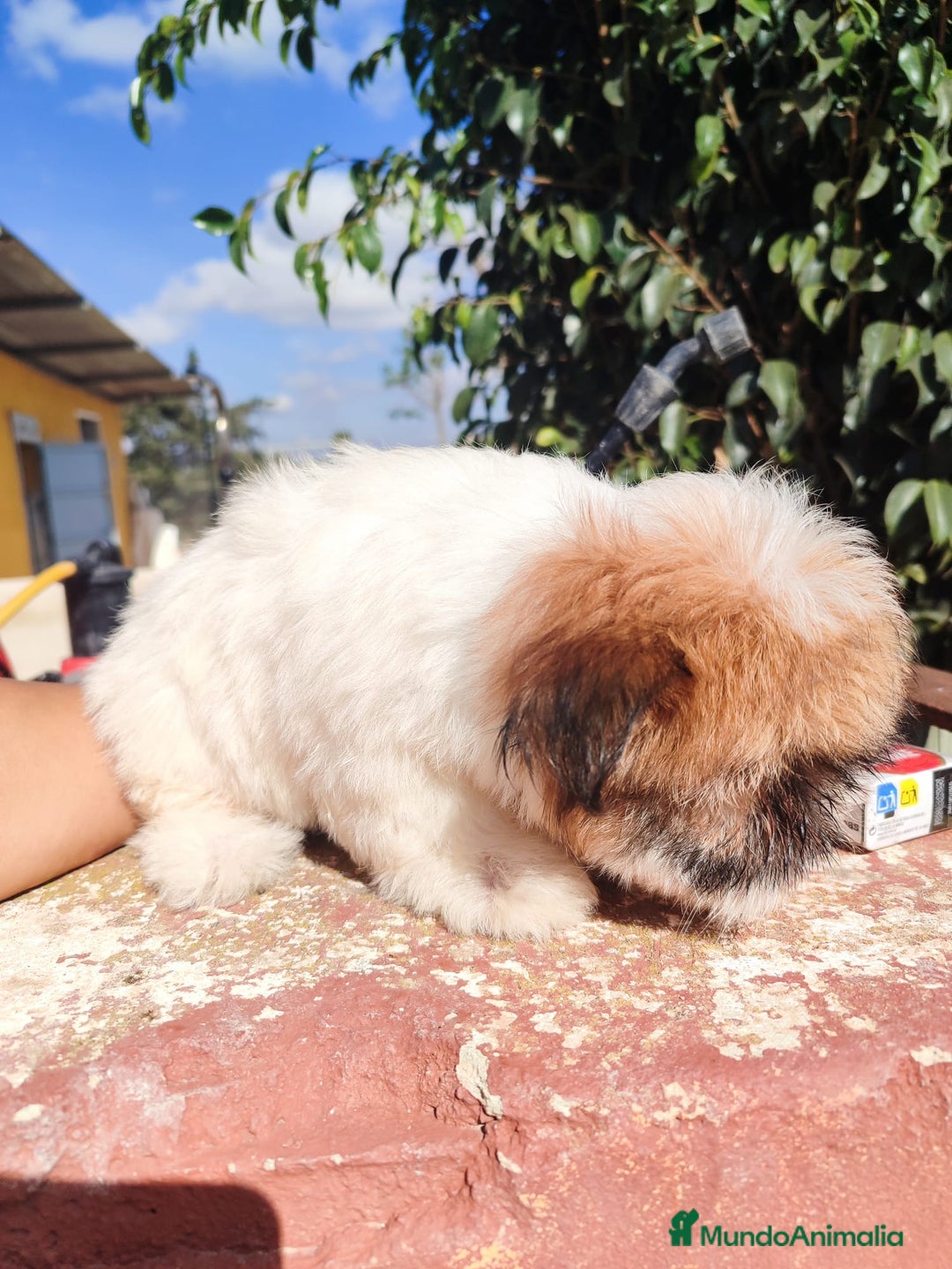Raza Mixta perros en venta: Cachorrita Malvi - Imagen 11