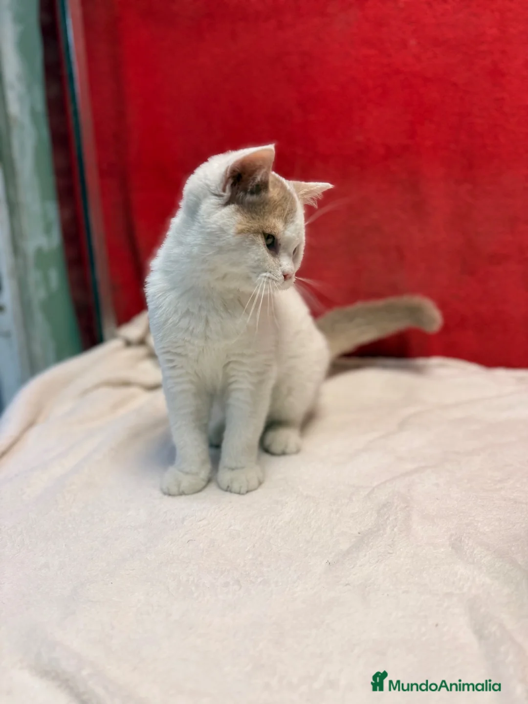 Británico de Pelo Corto gatos en venta: Soy Keko!!  - Anuncio 13