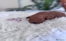 Caniche Toy perros en venta: CANICHE TOY HEMBRA - Anuncio 18