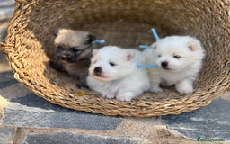 Pomerania perros en venta: Pomeranias para entregar en septiembre  - Imagen 7