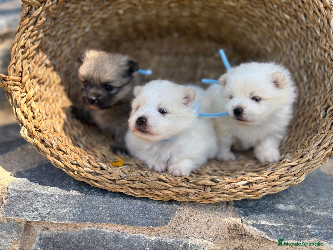 Pomerania perros en venta: Pomeranias para entregar en septiembre  - Imagen 7