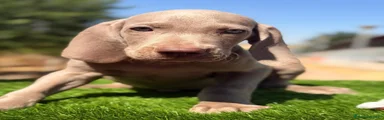 Weimaraner 3