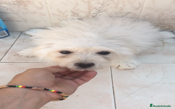 Maltipoo perros en venta: MALTIPOO CACHORROS  - Imagen 4