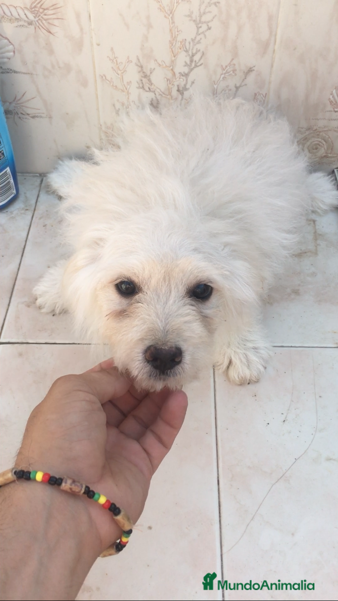 Maltipoo perros en venta: MALTIPOO CACHORROS  - Imagen 4