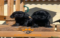 Cocker Spaniel Inglés perros en venta: Cocker negro - Imagen 2