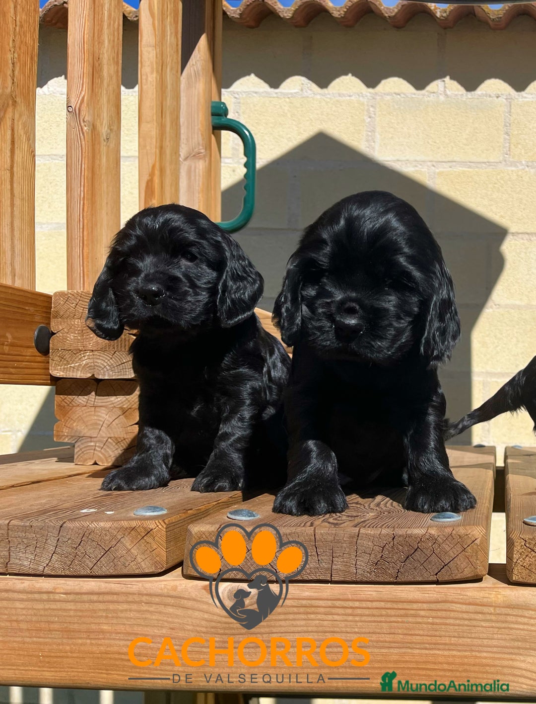Cocker Spaniel Inglés perros en venta: Cocker negro - Imagen 2