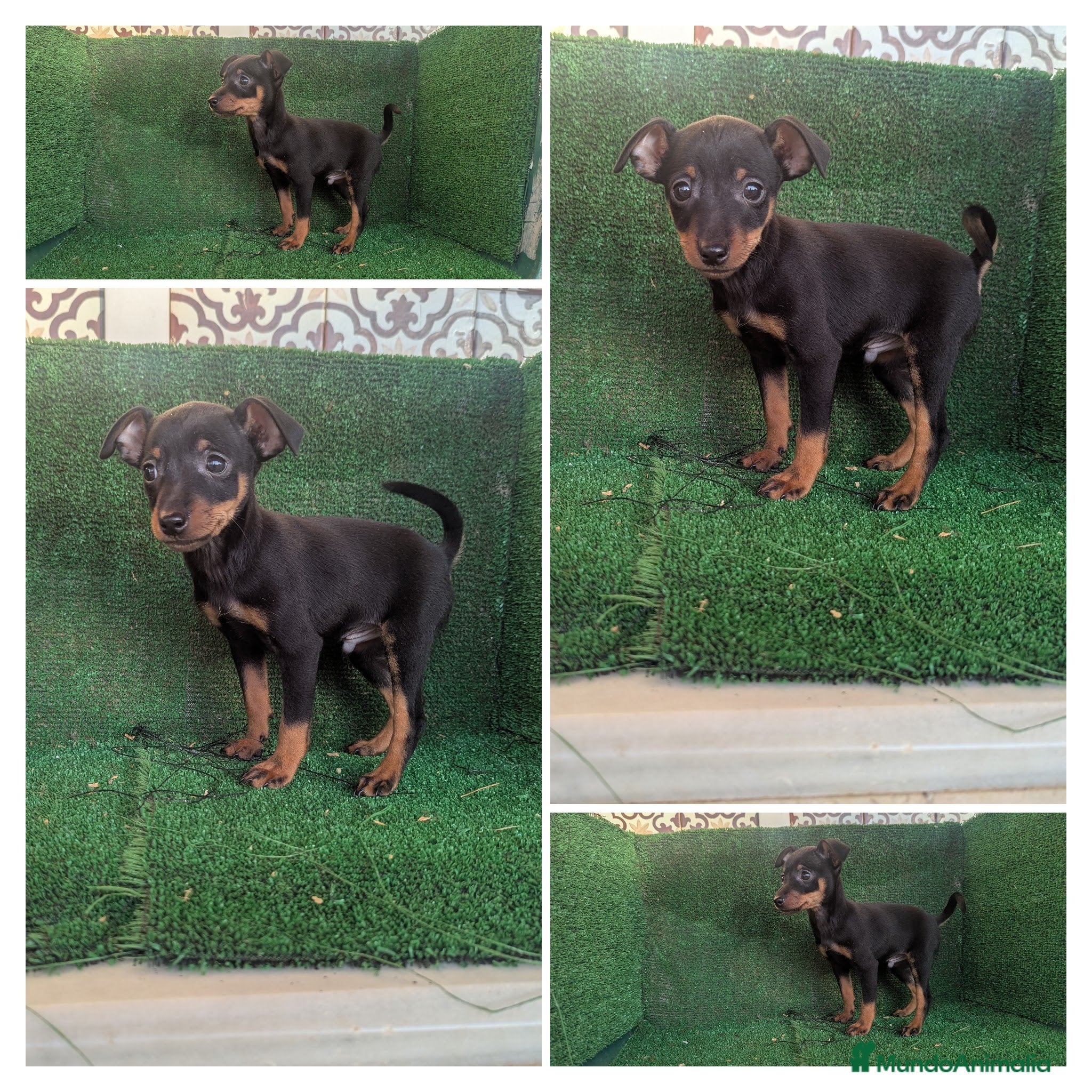 Pinscher Miniatura perros Pinscher - Anuncio 5