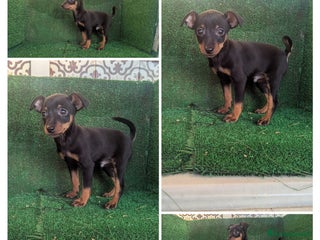 Pinscher Miniatura perros Pinscher - Anuncio 5