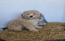 Raza Mixta perros en venta: CANICHE ENANO - Imagen 2