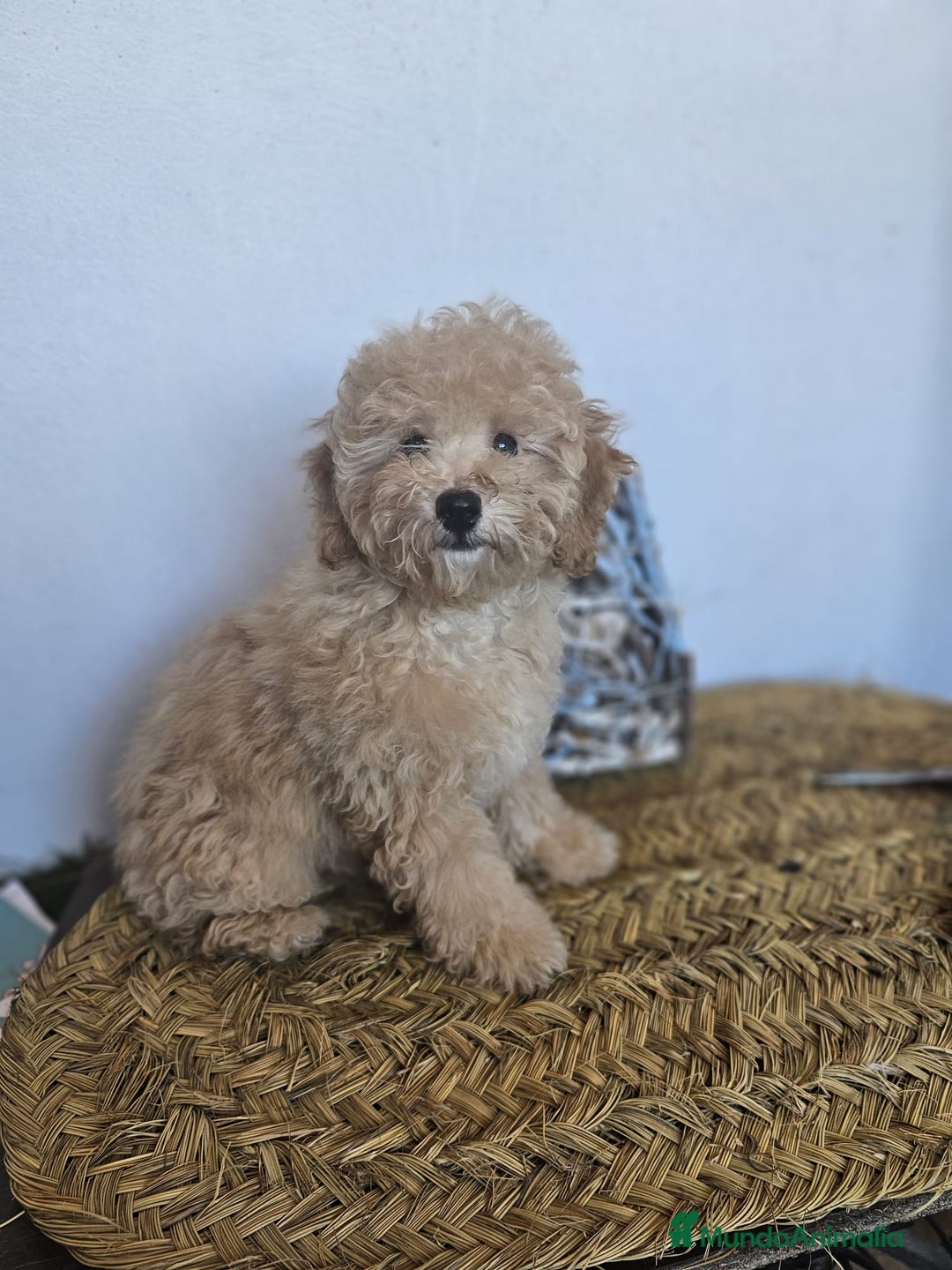Raza Mixta perros en venta: CANICHE ENANO - Imagen 2