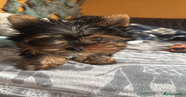Yorkshire Terrier perros Yorkshire toy   en Tarragona - Anuncio 2