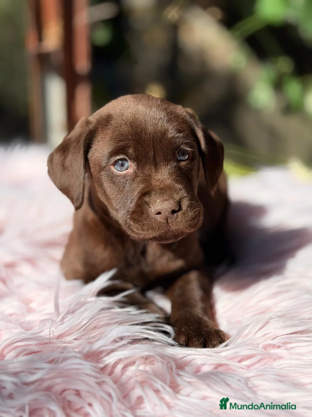 Labrador Retriever perros en venta: LABRADOR RETRIEVER CHOCOLATE  - Anuncio 1