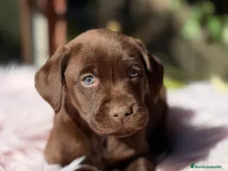 Labrador Retriever perros LABRADOR RETRIEVER CHOCOLATE - Anuncio 3