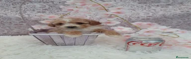 Caniche Toy 6
